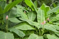 Pink petals of flowering Banana blooming with small raw fruits and pinnately parallel venation leaf pattern, known as Musa ornata