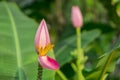 Pink petals of flowering Banana blossom with green large pinnately parallel venation leaf pattern, know as Musa ornata