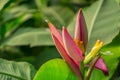Pink petals of flowering Banana blossom with small green raw fruits and lage pinnately parallel venation leaf pattern, know as