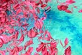 Pink petals of  flowers floating on blue water surface . Royalty Free Stock Photo