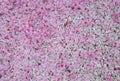 Pink petals on the ground, white gravel. Royalty Free Stock Photo