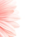 Pink petals highkey Royalty Free Stock Photo