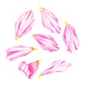 Pink petals isolated on a white background Royalty Free Stock Photo