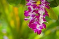 Pink Petals in Lei