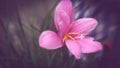 Pink petals of lily flower with yellow stamen arther