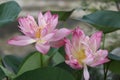 A pair of pink lotus blooming together Royalty Free Stock Photo
