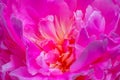 Pink Petals Peony Paeonia Perrenial Royalty Free Stock Photo