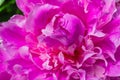 Pink Petals Peony Paeonia Perrenial Royalty Free Stock Photo