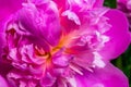 Pink Petals Peony Paeonia Perrenial Royalty Free Stock Photo