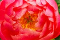 Pink Petals Peony Paeonia Perrenial Royalty Free Stock Photo