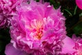 Pink Petals Peony Paeonia Perrenial Royalty Free Stock Photo