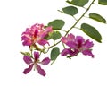 Pink petals of Purple Bauhinia Orchid, Hong Kong Orchid and Butterfly tree Royalty Free Stock Photo