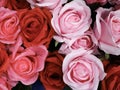 Pink & Red Petals Roses For Love Closeup