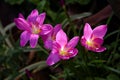 Sunlight drop on pink rain lily flowers in the garden Royalty Free Stock Photo