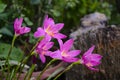 Pink petals and yellow pollen of rain lily flowers Royalty Free Stock Photo