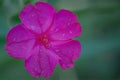 Pink petals and yellow stamens. The pink flower mirablis is called the night beauty