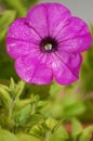 Pink Petunia 1