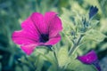 Pink petunia, delicate flower in the garden, close up shot