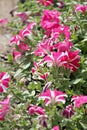 Pink petunia blossom.