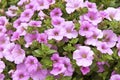 Pink Petunia Bouquet Royalty Free Stock Photo