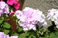 Pink Petunia bunch blossoming