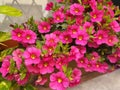 Pink petunia or calibrachoa flowers