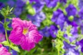 pink petunia close-up, against a background of blue petunias Royalty Free Stock Photo