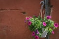 Pink Petunia cultivars flower pot hanging on vingate red brown w Royalty Free Stock Photo