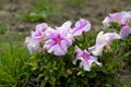 Pink petunia flower