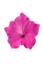 Pink petunia flower