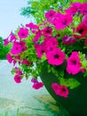 Pink Petunia flower in black pot Royalty Free Stock Photo