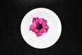 Pink Petunia Flower Blossom Floating in the White Cup Full of Water on Black Background Surface Royalty Free Stock Photo