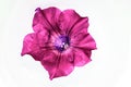 Pink Petunia Flower Blossom Floating in the White Cup Full of Water. Very Sharp and Clear View of the Blossom Details Royalty Free Stock Photo