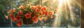 Pink petunia flower hanging in pot. Growing spring flowers in large glass greenhouses Royalty Free Stock Photo