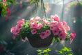 Pink petunia flower hanging in pot. Growing spring flowers in large glass greenhouses Royalty Free Stock Photo