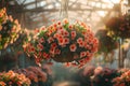 Pink petunia flower hanging in pot. Growing spring flowers in large glass greenhouses Royalty Free Stock Photo