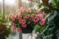 Pink petunia flower hanging in pot. Growing spring flowers in large glass greenhouses Royalty Free Stock Photo