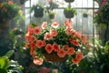 Pink petunia flower hanging in pot. Growing spring flowers in large glass greenhouses Royalty Free Stock Photo