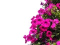 Pink petunia flower isolated on white background Royalty Free Stock Photo