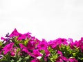 Pink petunia flower isolated on white background Royalty Free Stock Photo