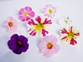 Pink Petunia flower isolated on white background Royalty Free Stock Photo