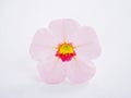 Pink Petunia flower isolated on white background Royalty Free Stock Photo