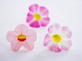 Pink Petunia flower isolated on white background Royalty Free Stock Photo