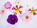 Pink Petunia flower isolated on white background Royalty Free Stock Photo