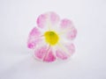 Pink Petunia flower isolated on white background Royalty Free Stock Photo