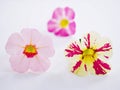 Pink Petunia flower isolated on white background Royalty Free Stock Photo