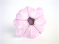 Pink petunia flower isolated on white background Royalty Free Stock Photo