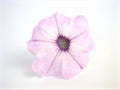 Pink petunia flower isolated on white background, sweet color ,macro image Royalty Free Stock Photo