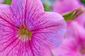 pink petunia flower, pistil and stamens are illuminated by sunlight yellow close-up macro Royalty Free Stock Photo