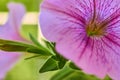 Pink petunia flower, pistil and stamens are illuminated by sunlight yellow close-up macro Royalty Free Stock Photo